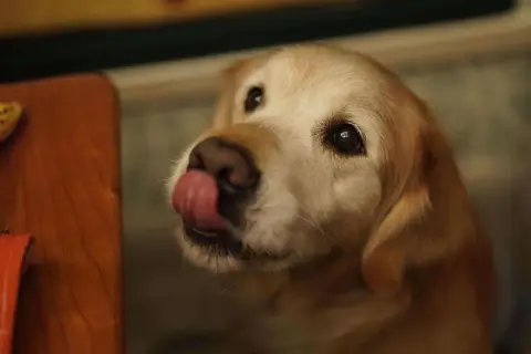 Ein süßer Welpe leckt sich die Lippen, vielleicht träumt er von einer leckeren Banane.