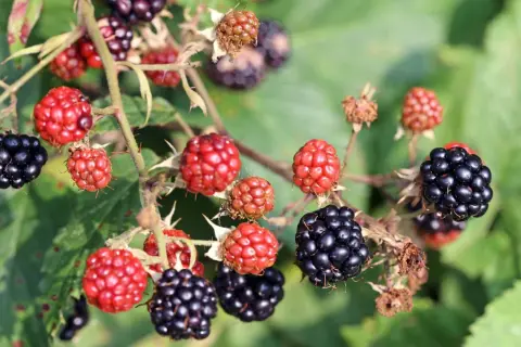Reife und unreife Brombeeren hängen an einem Dornenstrauch. Bald können die ersten Brombeeren gepflückt werden.