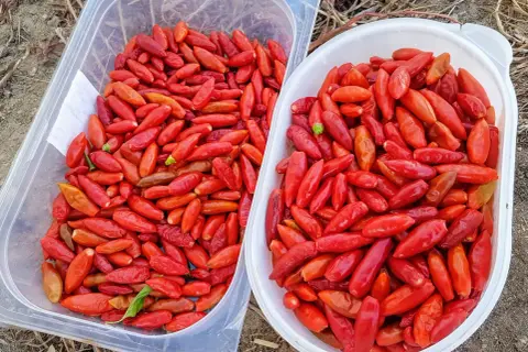 Dwa pojemniki pełne czerwonych papryczek piri-piri. Zastanawiasz się, jak dobrać ostrość sosu piri-piri do poziomu tolerancji gości?