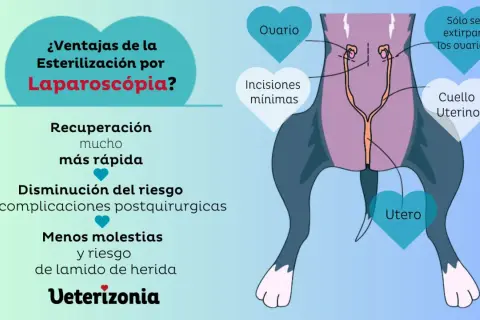 Ilustración de la esterilización laparoscópica de una perra, mostrando la extirpación de ovarios y útero. Beneficios: recuperación rápida, menos riesgos.