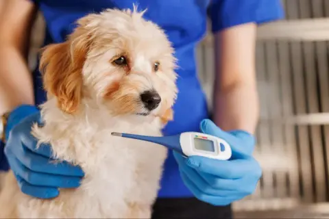 Veterinario revisa a cachorro con termómetro para saber si mi perro tiene fiebre.