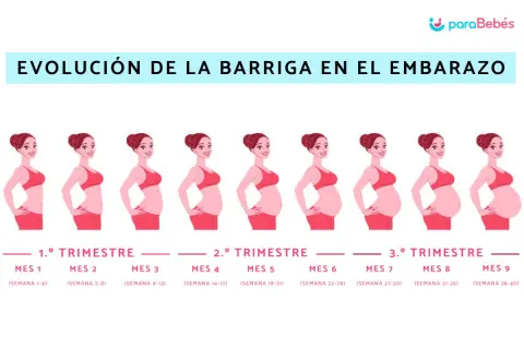 Ilustración muestra la evolución barriga embarazo mes a mes, desde el primer al noveno mes.