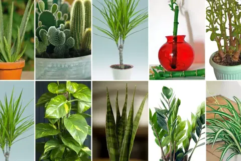 Kolekcja kwiatów doniczkowych: aloes, kaktusy, dracena, bambus, grubosz, epipremnum, sansewieria, zamiokulkas, zielistka.