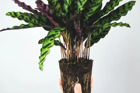 Calathea Rattlesnake z odsłoniętymi korzeniami, gotowa do przesadzenia. Dowiedz się, jak dbać o tę piękną roślinę.