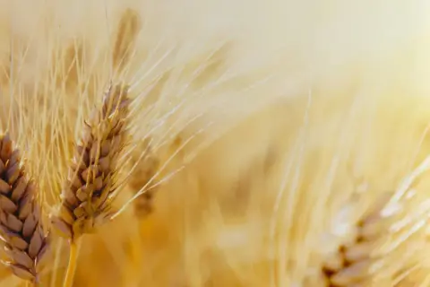 Złociste kłosy pszenicy zwyczajnej (Triticum vulgare) na tle słonecznego pola.