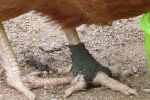 Ein Huhn humpelt, sein Bein ist mit einem grünen Verband versehen.