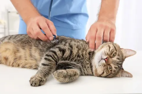 Enfermedades que transmiten los gatos y cómo protegerte de ellas