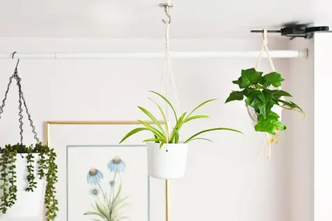 Learn how to hang plants from ceiling with these stylish examples: a spider plant in a white pot, a trailing succulent, and an ivy plant in macrame.