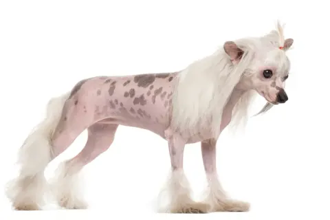 Un elegante chinese crested dog con macchie scure sulla pelle rosa, criniera bianca e folta coda.