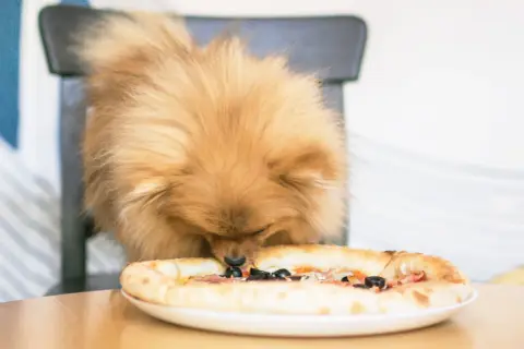 Czy pies może jeść sól? Poznaj fakty i zagrożenia dla zdrowia pupila