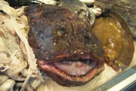 Une tête de lotte aux dents pointues, entourée de calamars et de poissons plats sur de la glace.