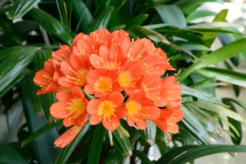 Kwitnąca clivia w intensywnym pomarańczowym kolorze, z żółtym środkiem, otoczona ciemnozielonymi liśćmi.