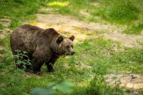 Brązowy niedźwiedź w polskim lesie, szukający pożywienia wśród zieleni.