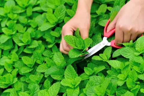 Hände ernten mit einer Schere frische Minze aus einem üppigen grünen Beet.