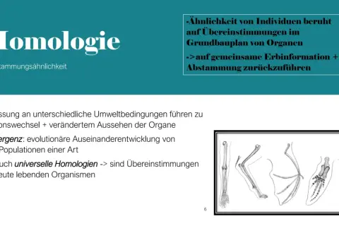 Vergleich von Gliedmaßen verschiedener Tiere, die auf gemeinsame analoge Organe und Abstammung hinweisen.