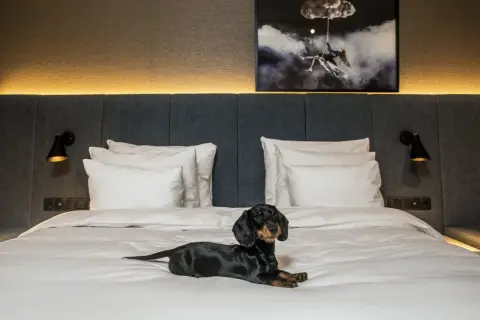 En tax njuter av att bo på hotell med hund. En mysig hotellsäng med en konstnärlig tavla ovanför.