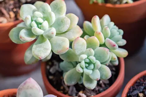 Plante sedum aux feuilles charnues, d'un vert pâle teinté de rose, dans des pots en terre cuite.