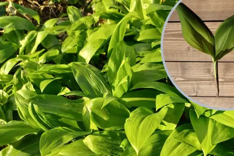 Kępa soczystej zieleni dzikiego czosnku w słońcu. W okręgu pojedyncza łodyga z dwoma liśćmi na drewnianym tle.