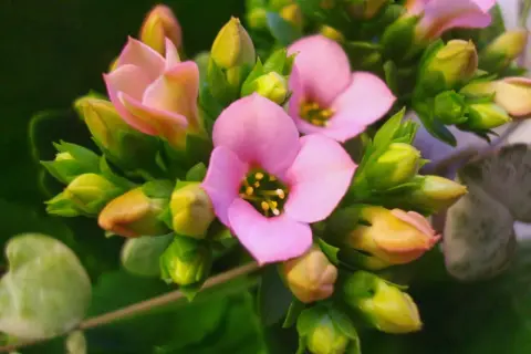 En vacker kalanchoe blomma med rosa kronblad och gula ståndare, omgiven av gröna blad och knoppar.