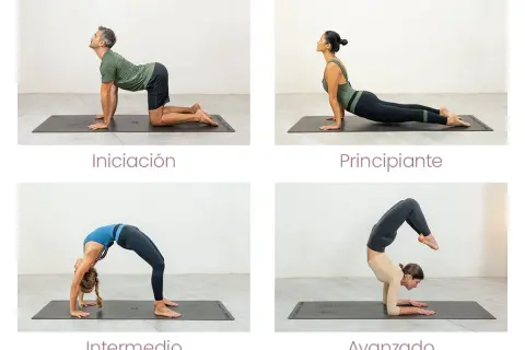 Secuencia de hatha vinyasa yoga: iniciación (postura del gato), principiante (cobra), intermedio (puente) y avanzado (escopión sobre antebrazos).