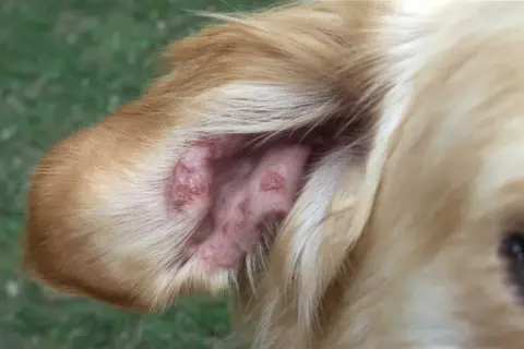 Oreja de perro con lesiones cutáneas rojizas, síntoma de que es la leishmaniasis en perros.
