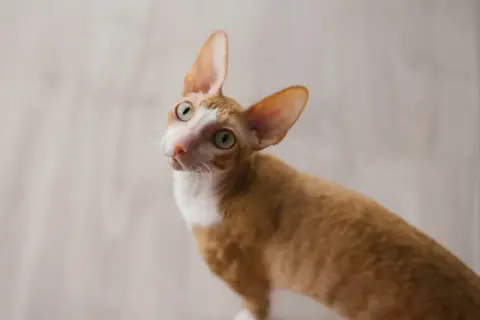 Rudy kot rasy Cornish Rex z dużymi uszami i zielonymi oczami, ciekawy świata. Sprawdź, jaka jest jego cornish rex cena.