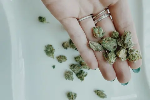 Marihuana w Polsce: Posiadanie, kary, umorzenie. Jak się bronić?