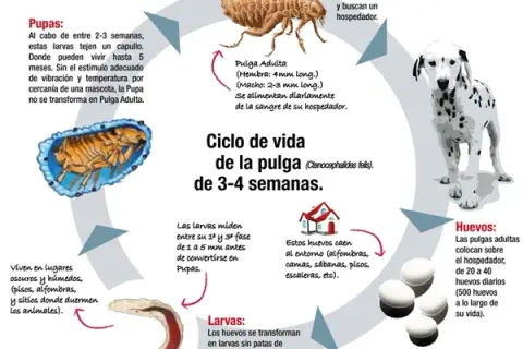 ¿Cuánto miden las pulgas? Tamaños que sorprenden y afectan a tus mascotas