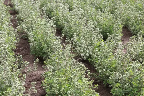 Reihen von blühendem Majoran auf einem Feld. Was ist Majoran? Ein beliebtes Küchenkraut, das hier in voller Pracht wächst.