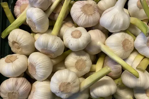 Frisch geernteter Knoblauch, bereit für die Küche. Die weißen Köpfe mit grünen Stielen versprechen würzige Aromen.