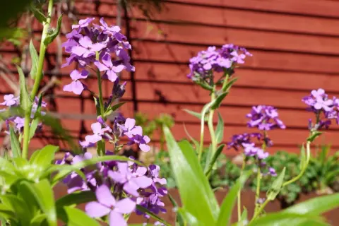 Lila blommor i en trädgård, som påminner om gammaldags perenner. En röd trävägg syns i bakgrunden.
