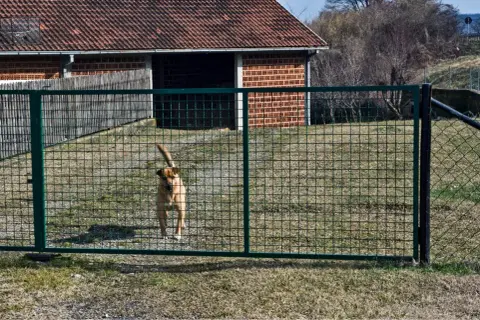 Jaki pies dla dzieci na podwórko – wybierz idealnego towarzysza