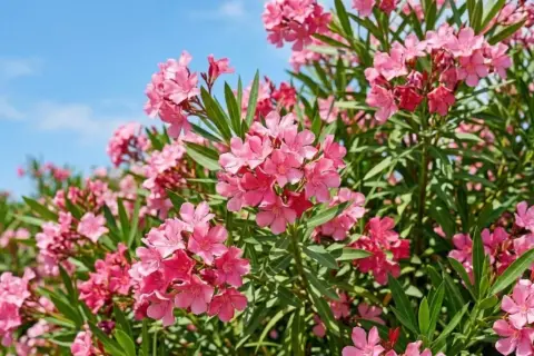 Un buisson de laurier rose en pleine floraison, avec des grappes de fleurs roses vives sous un ciel bleu clair.