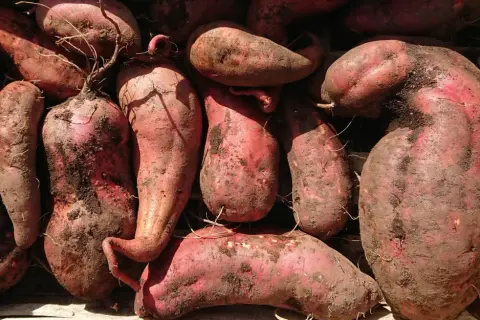 Gros tas de patates douces rouges, terreuses, dans une caisse en bois. Parfait pour savoir quand planter les patates douces.