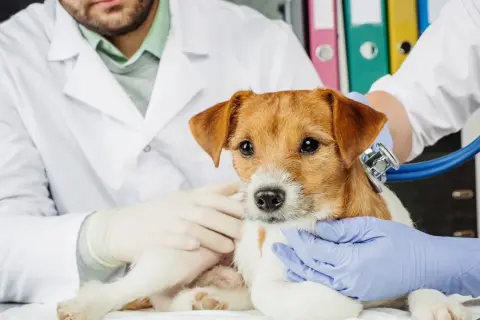 Mały piesek u weterynarza, który jest doktorem. Lekarz w białym kitlu osłuchuje go stetoskopem.