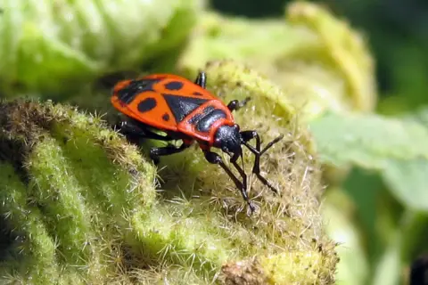Un insecte gendarme, reconnaissable à sa carapace rouge et noire, se repose sur une plante verte et poilue.