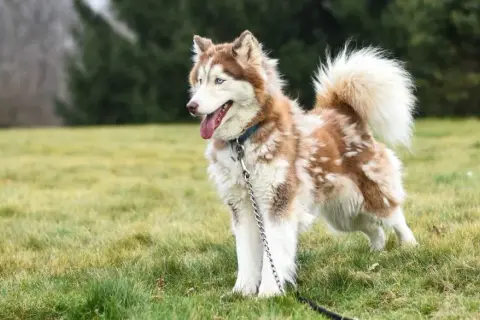Czy husky szczeka? Odkryj zaskakujące fakty o ich dźwiękach