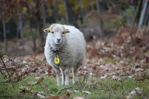 Pecora bianca con targhetta gialla numero 4, in un bosco autunnale. Il suo valore è inestimabile per il pascolo e la lana.