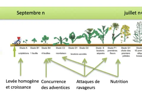Chronologie du stade du colza, de la levée à la formation des siliques, avec les facteurs influençant sa croissance.
