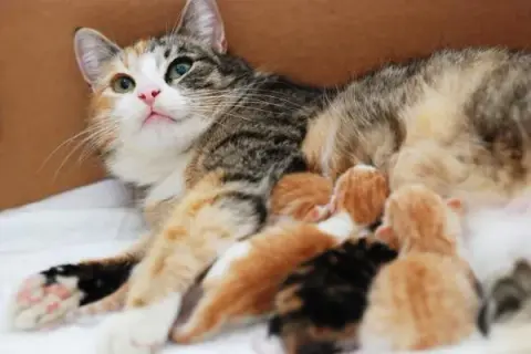 Cuánto dura el embarazo de un gato y qué hacer si se retrasa