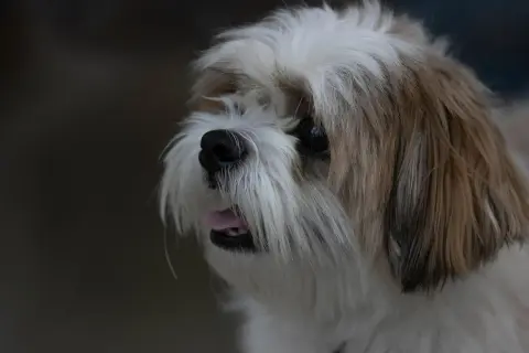 Uroczy piesek Shih Tzu z wywieszonym języczkiem. Zastanawiasz się, czy pies może jeść miód?