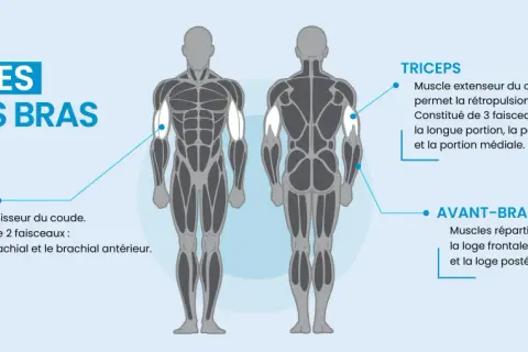Anatomie des muscles des bras : biceps, triceps et avant-bras.