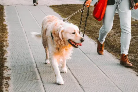 Złoty retriever idzie przy nodze właściciela. To przykład, jak nauczyć psa chodzenia przy nodze, by spacer był przyjemnością dla obu stron.