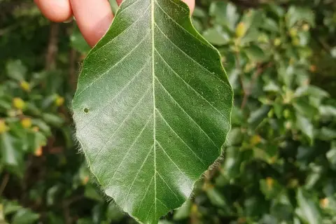 Ein grünes rotbuche blatt mit feinen Härchen am Rand wird von Fingern gehalten.