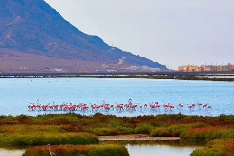 Flamencos rosados pastan en las salinas de Cabo de Gata, con una montaña y edificios al fondo.