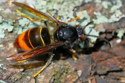 En närbild av en asiatisk bålgeting med sina karakteristiska orange och svarta ränder, sittande på bark.