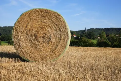 Duże, okrągłe bele słomy na polu po żniwach. Zastanawiasz się, ile kosztuje bela słomy?