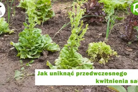 Jak kwitnie sałata i jak uniknąć jej gorzkiego smaku