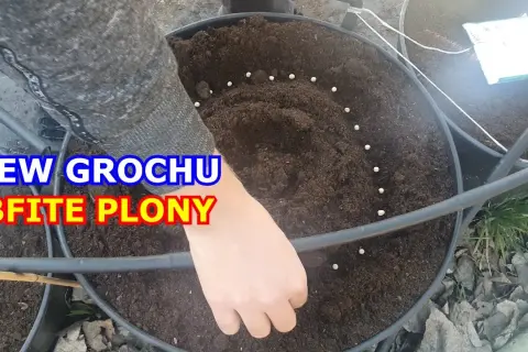 Kiedy siać groch, aby uniknąć strat i uzyskać najlepsze plony?