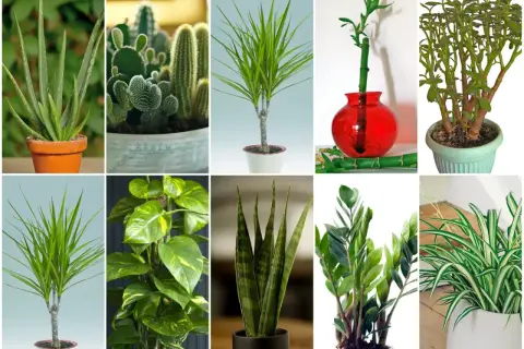 Kolekcja kwiatów doniczkowych: aloes, kaktusy, dracena, bambus, grubosz, epipremnum, sansewieria, zamiokulkas, zielistka.